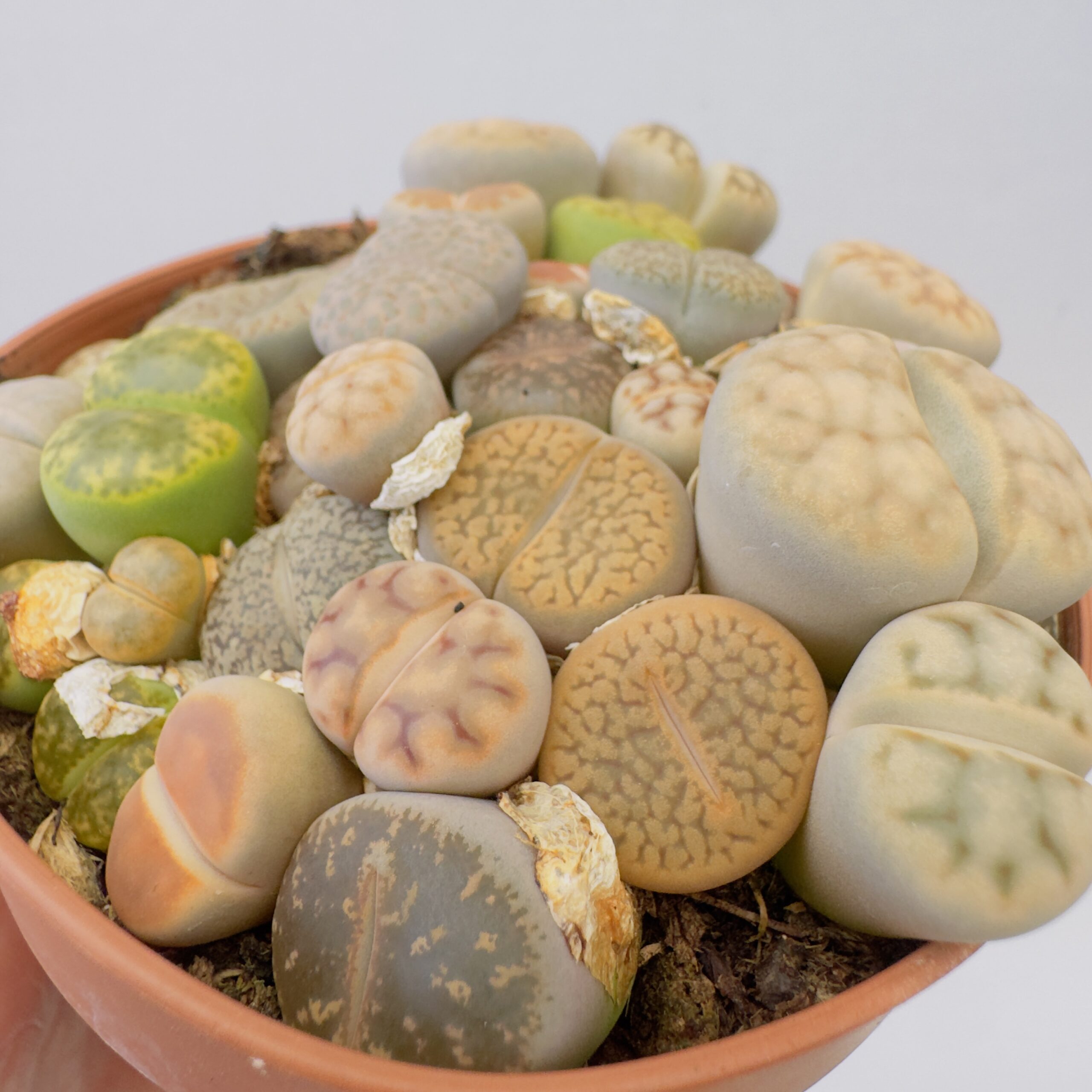 Lithops “cactus piedra” - Imagen 6