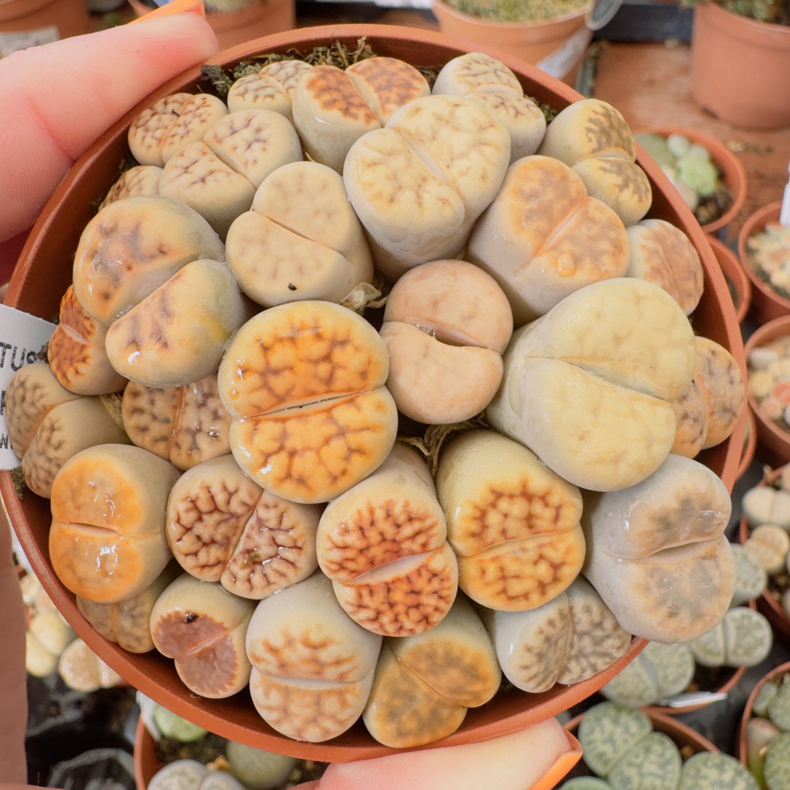 Lithops “cactus piedra” - Imagen 5