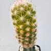 Escobaria grata variegata