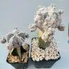 Astrophytum onzuka snow - Imagen 4