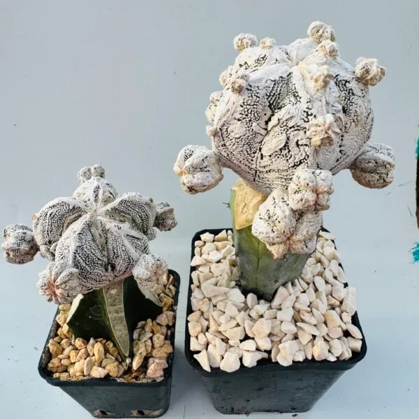 Astrophytum onzuka snow - Imagen 4