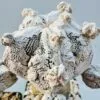 Astrophytum onzuka snow - Imagen 5