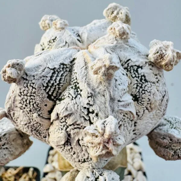 Astrophytum onzuka snow - Imagen 5