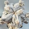 Astrophytum onzuka snow