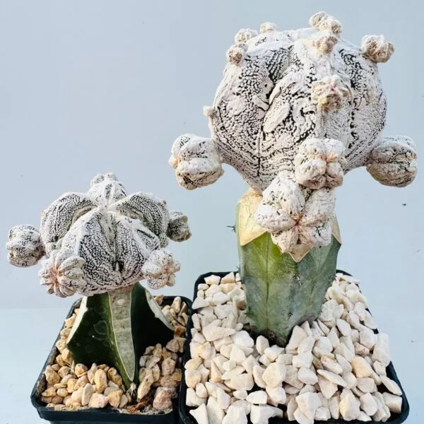 Astrophytum onzuka snow - Imagen 3