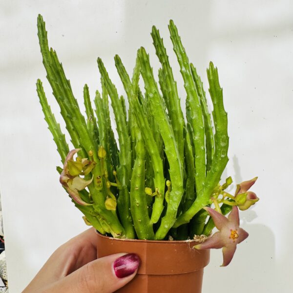 Stapelia divaricata - Imagen 3