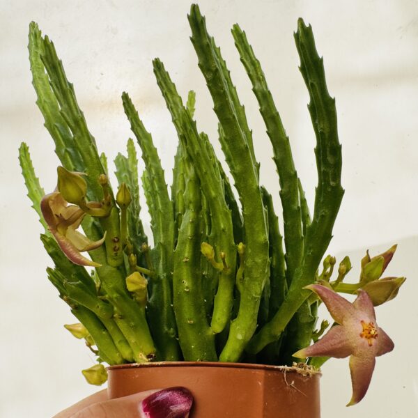 Stapelia divaricata - Imagen 5