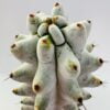 Stenocereus beneckei