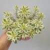 Sedum takesimense Atlantis