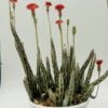 Senecio stapeliformis