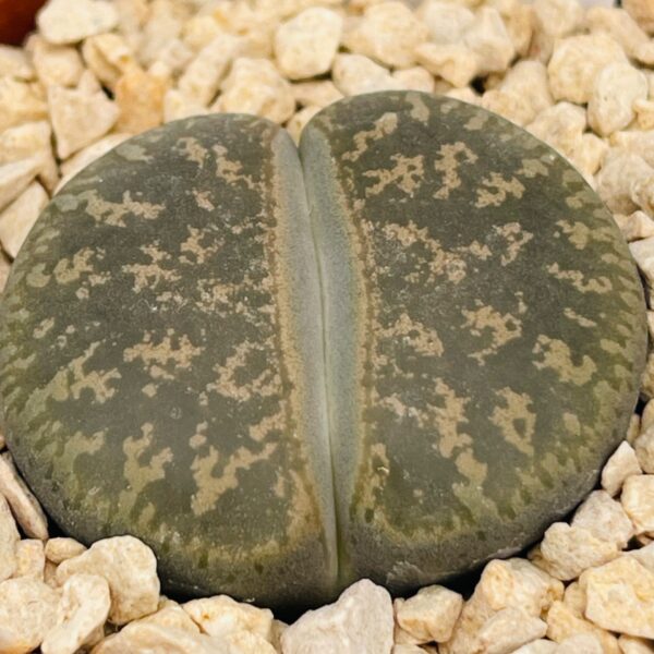 Lithops “cactus piedra” 1