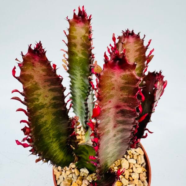 Euphorbia trigona rubra - Imagen 3