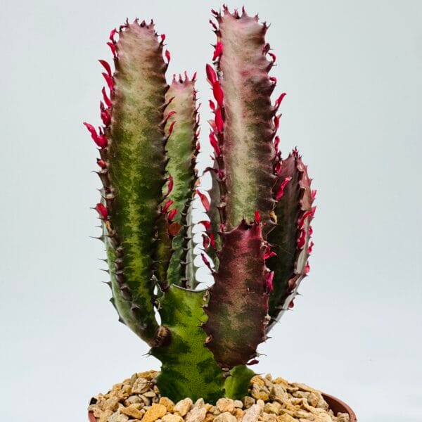 Euphorbia trigona rubra - Imagen 6