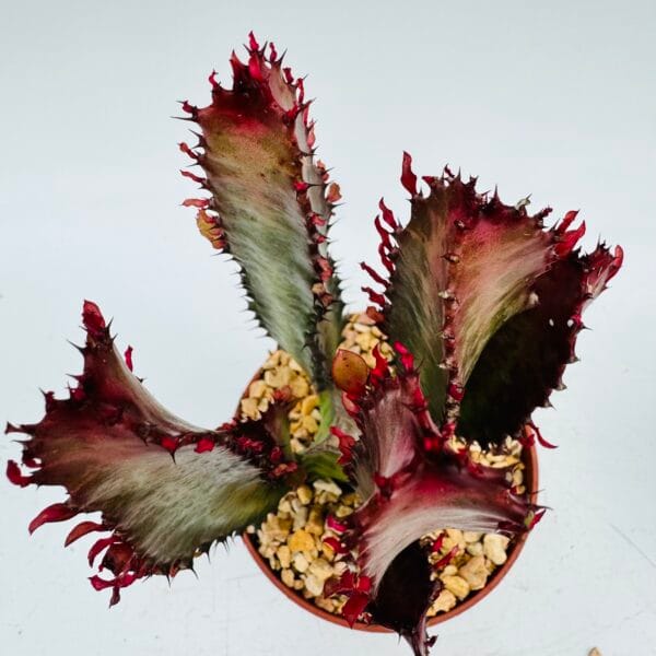 Euphorbia trigona rubra - Imagen 4