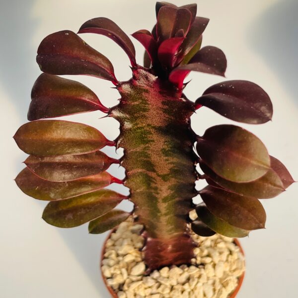 Euphorbia trigona rubra 1