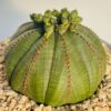 Euphorbia obesa