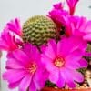 Rebutia perplexa