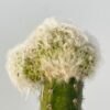 Espostoa lanata cristata