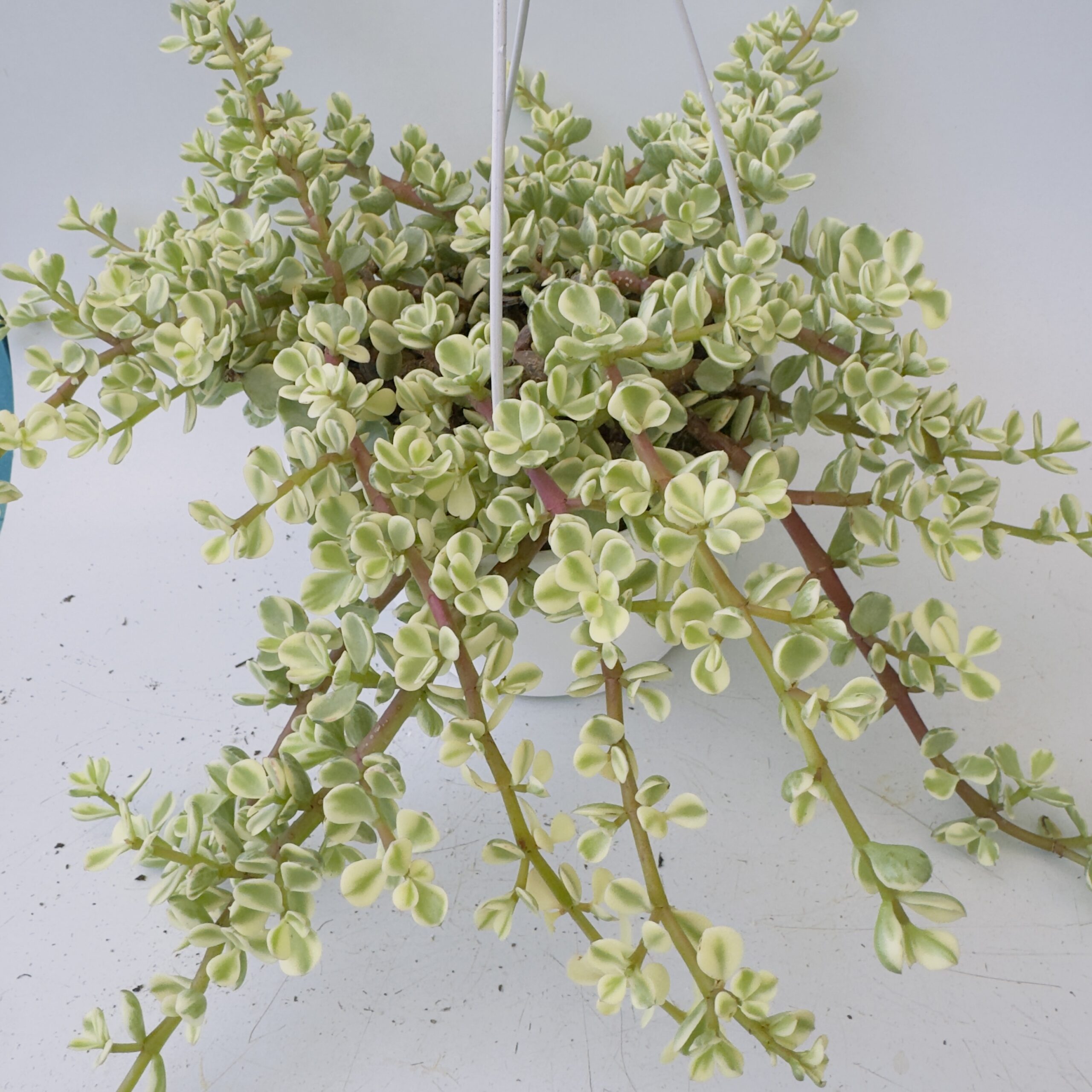 “Árbol de la abundancia” Portulacaria afra variegata - Imagen 2