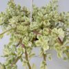 “Árbol de la abundancia” Portulacaria afra variegata