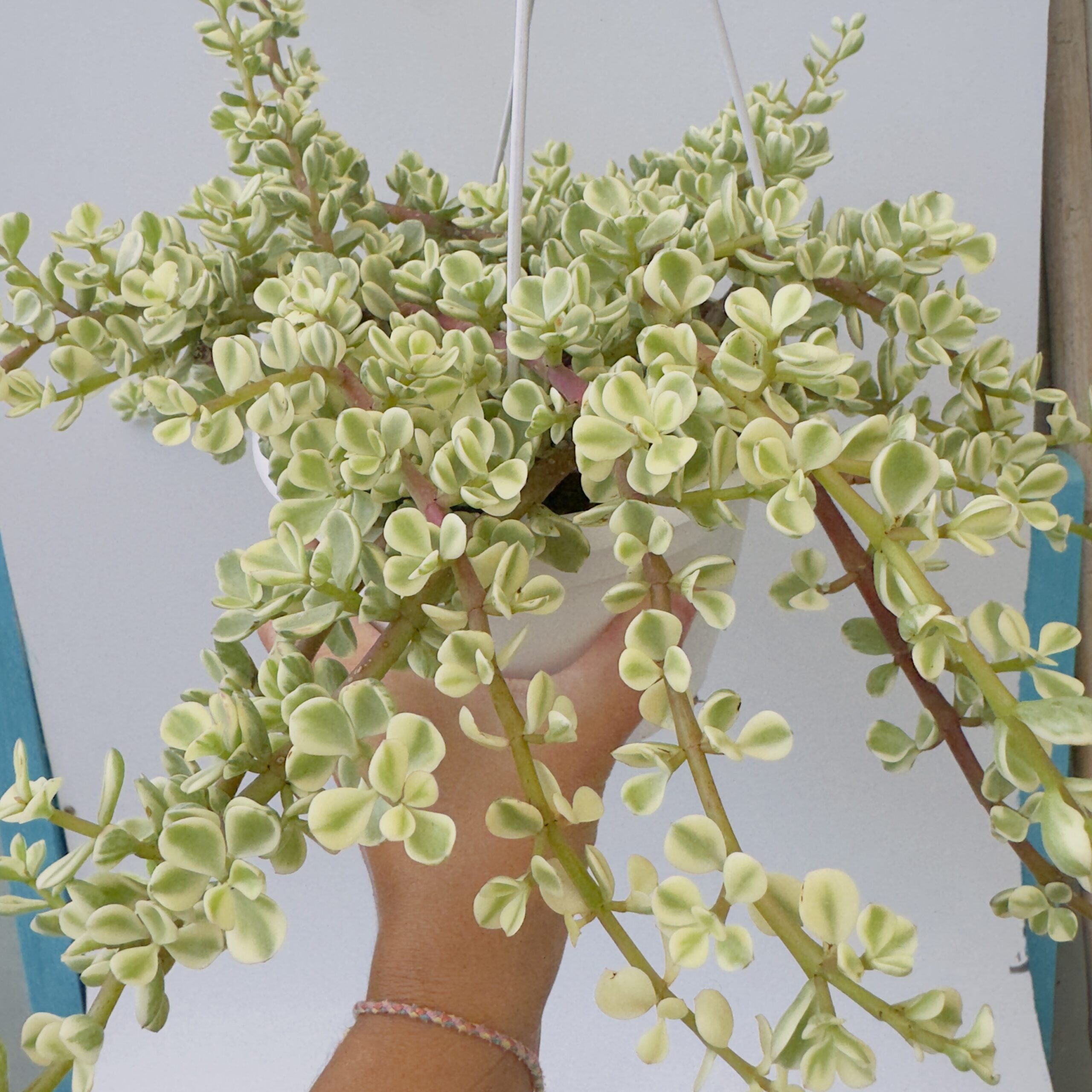 “Árbol de la abundancia” Portulacaria afra variegata - Imagen 5
