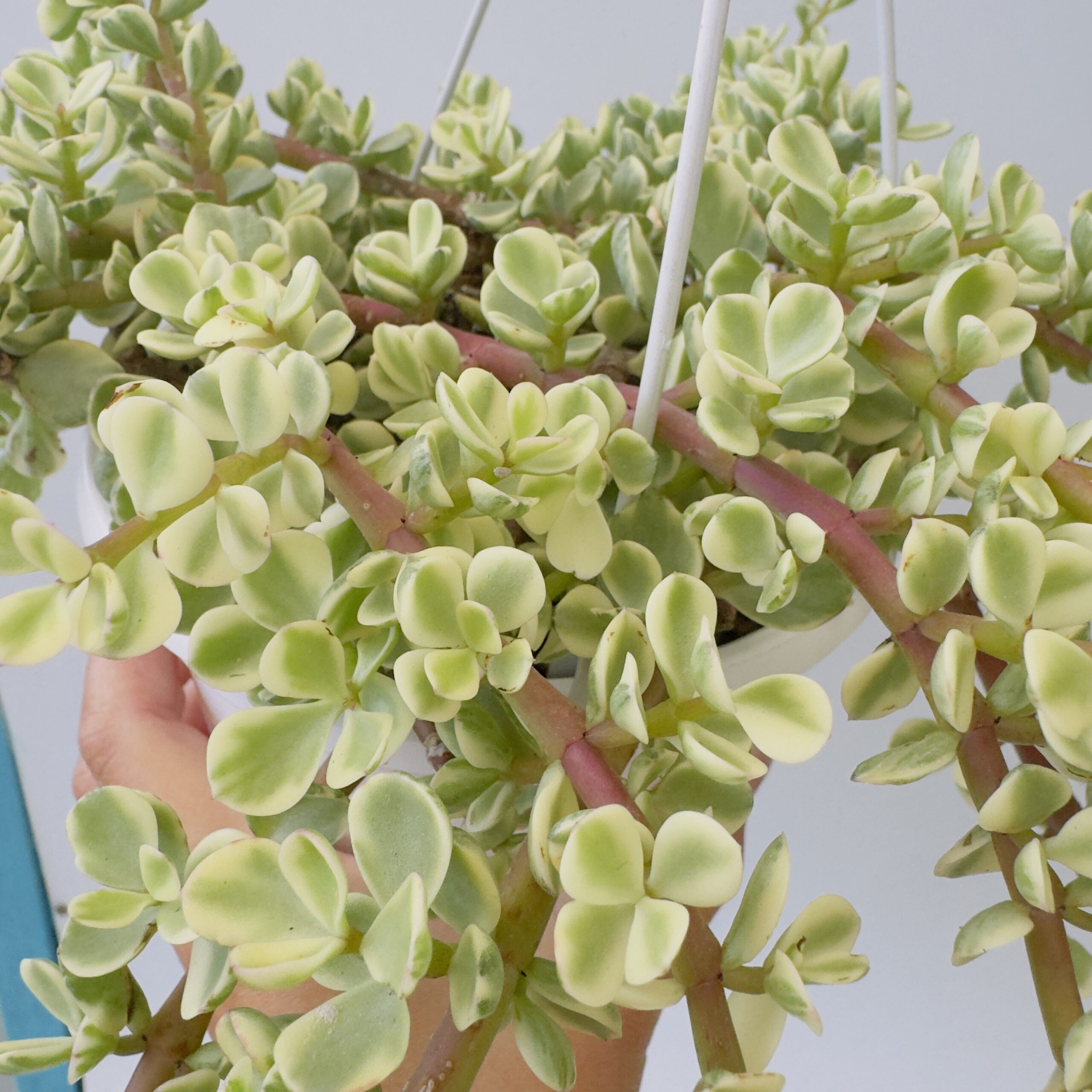“Árbol de la abundancia” Portulacaria afra variegata - Imagen 6