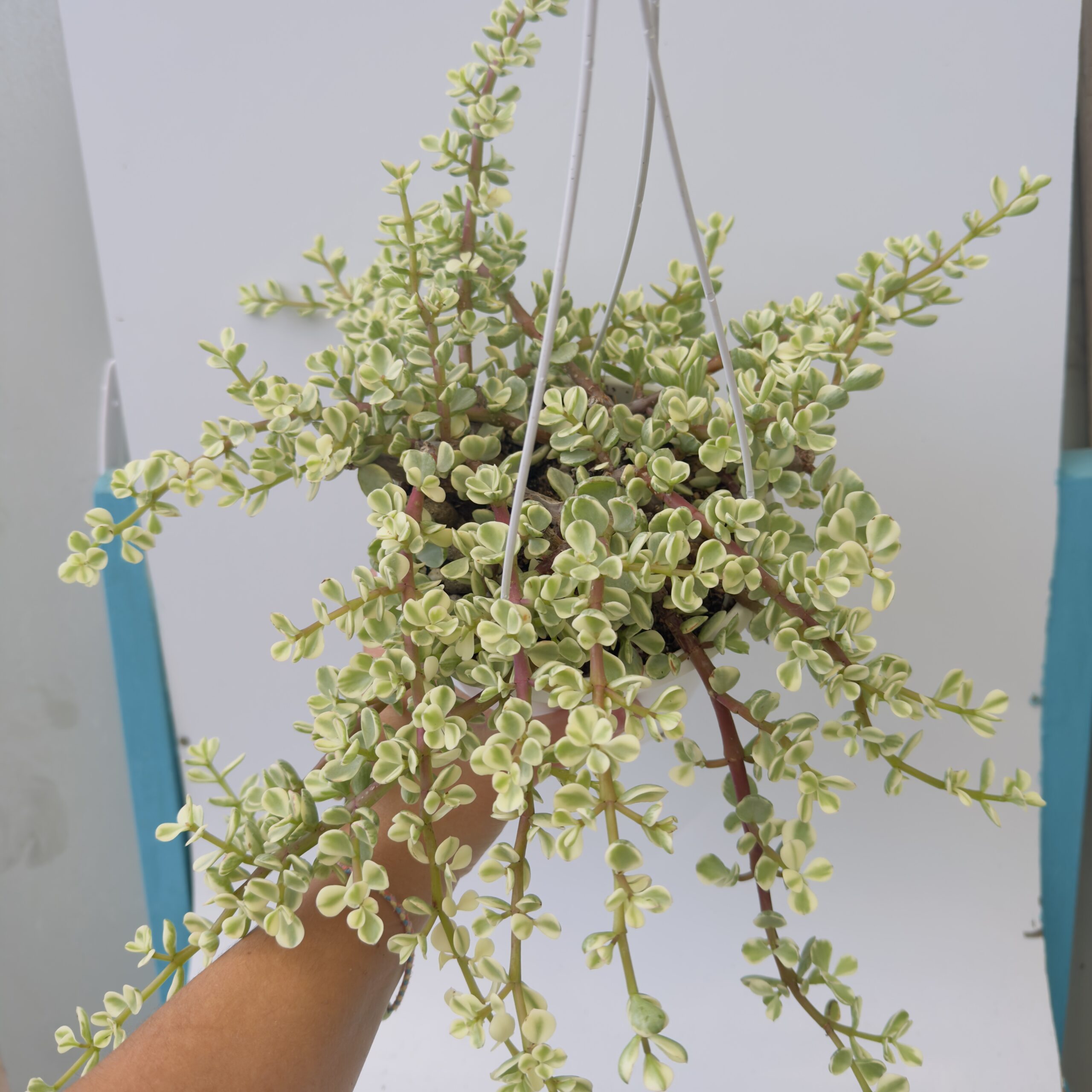 “Árbol de la abundancia” Portulacaria afra variegata - Imagen 4