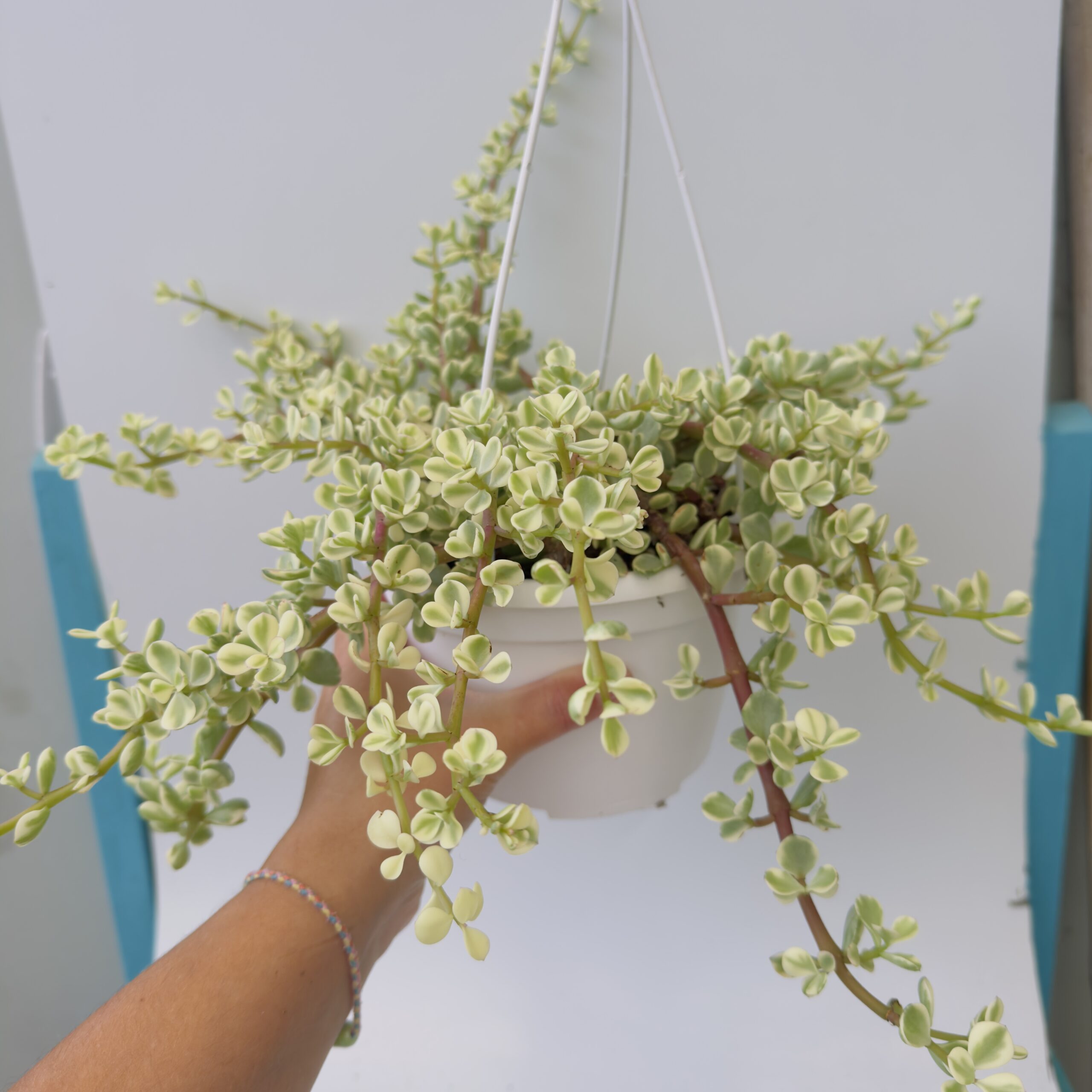 “Árbol de la abundancia” Portulacaria afra variegata - Imagen 7