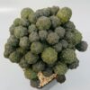 Puna bonnieae