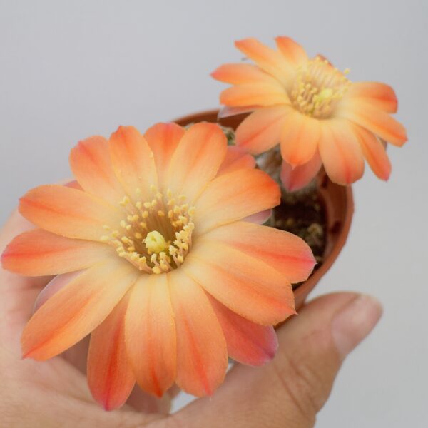 Rebutia pygmaea