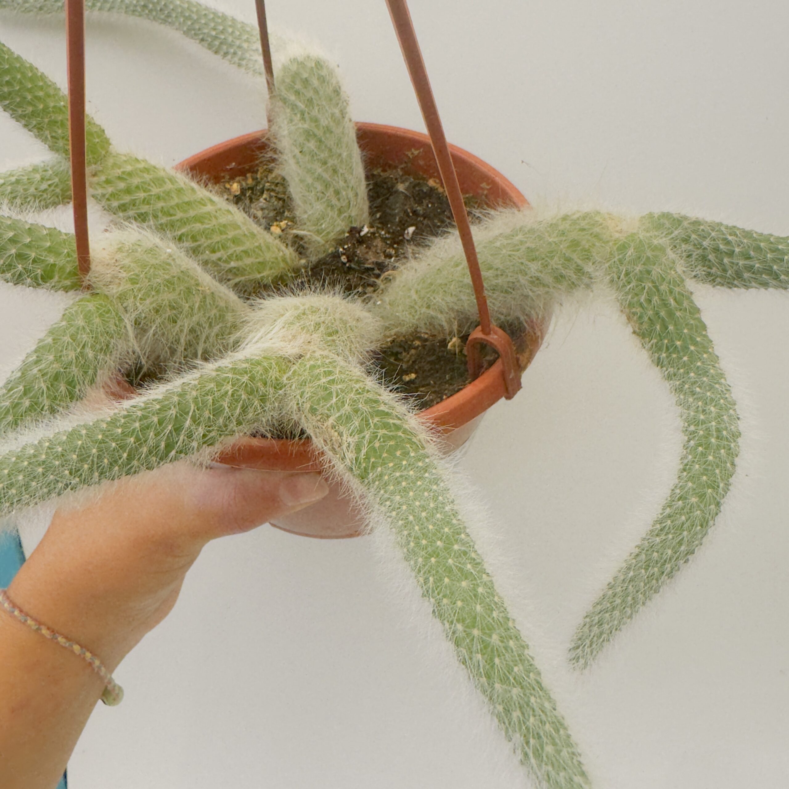 Cola de mono verdadera “Hildewinthera colademononis” - Imagen 7