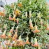 Cotyledon pendens