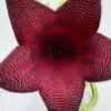 Stapelia leendertziae “flor campana”