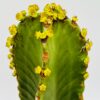 Euphorbia ingens