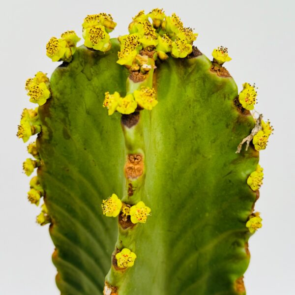 Euphorbia ingens 1