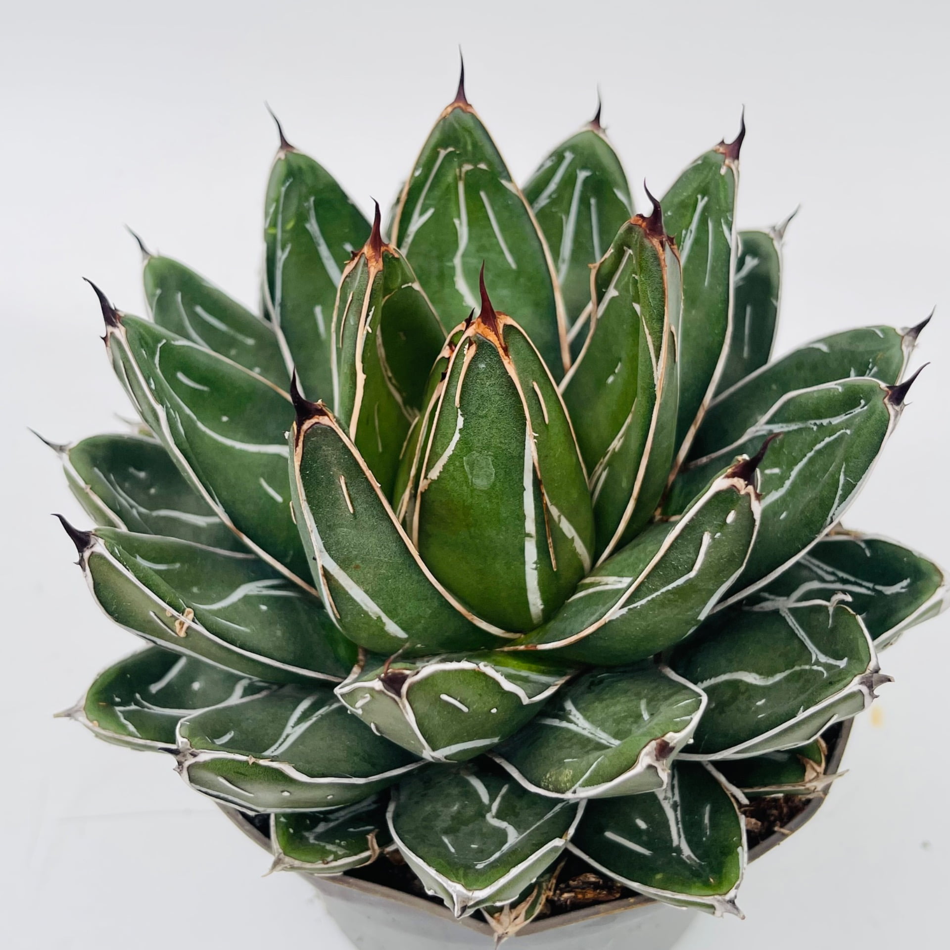 🌵AGAVE Cactus Colección