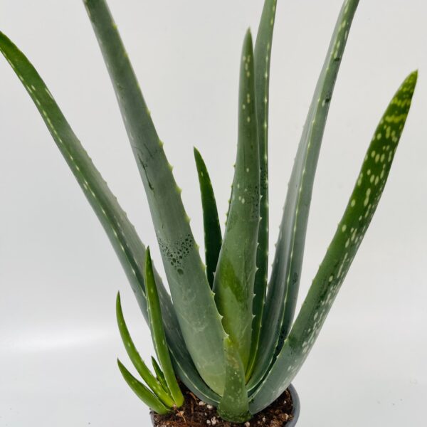Aloe vera medicinal 1