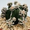 Astrophytum myriostigma fukuyu haku-jo