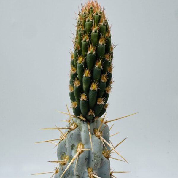Opuntia miquelii
