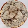 Haworthia picta híbrida