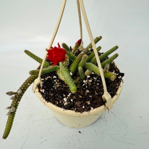 Chamaecereus luisramirezii - Imagen 4