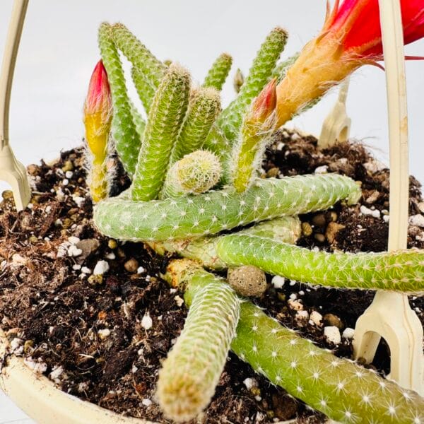 Chamaecereus luisramirezii
