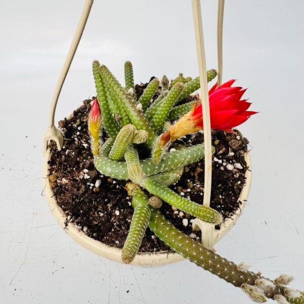 Chamaecereus luisramirezii - Imagen 5
