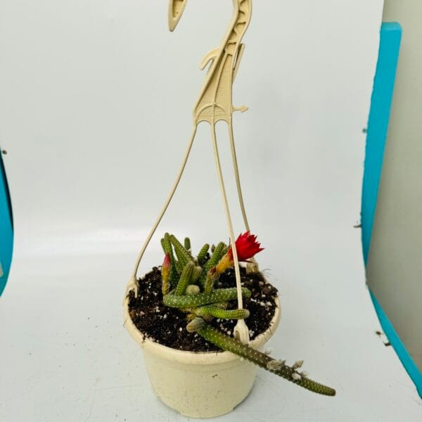 Chamaecereus luisramirezii - Imagen 6