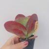 Kalanchoe thyrsiflora