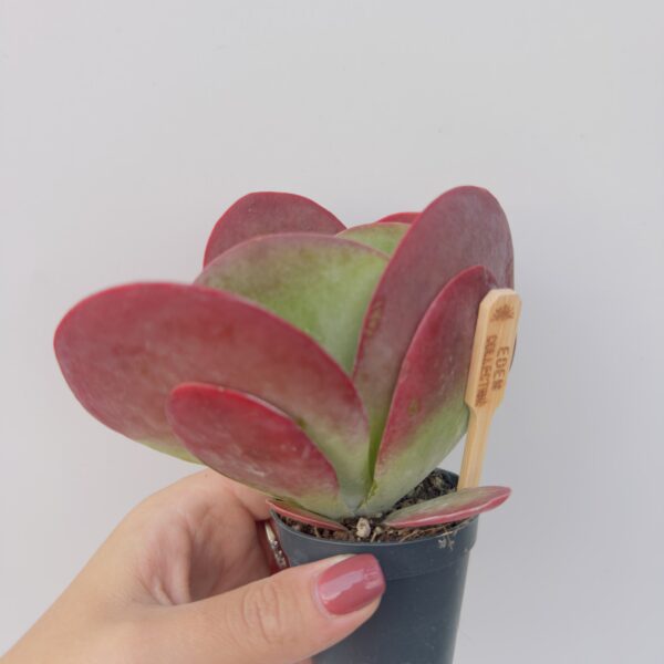 Kalanchoe thyrsiflora