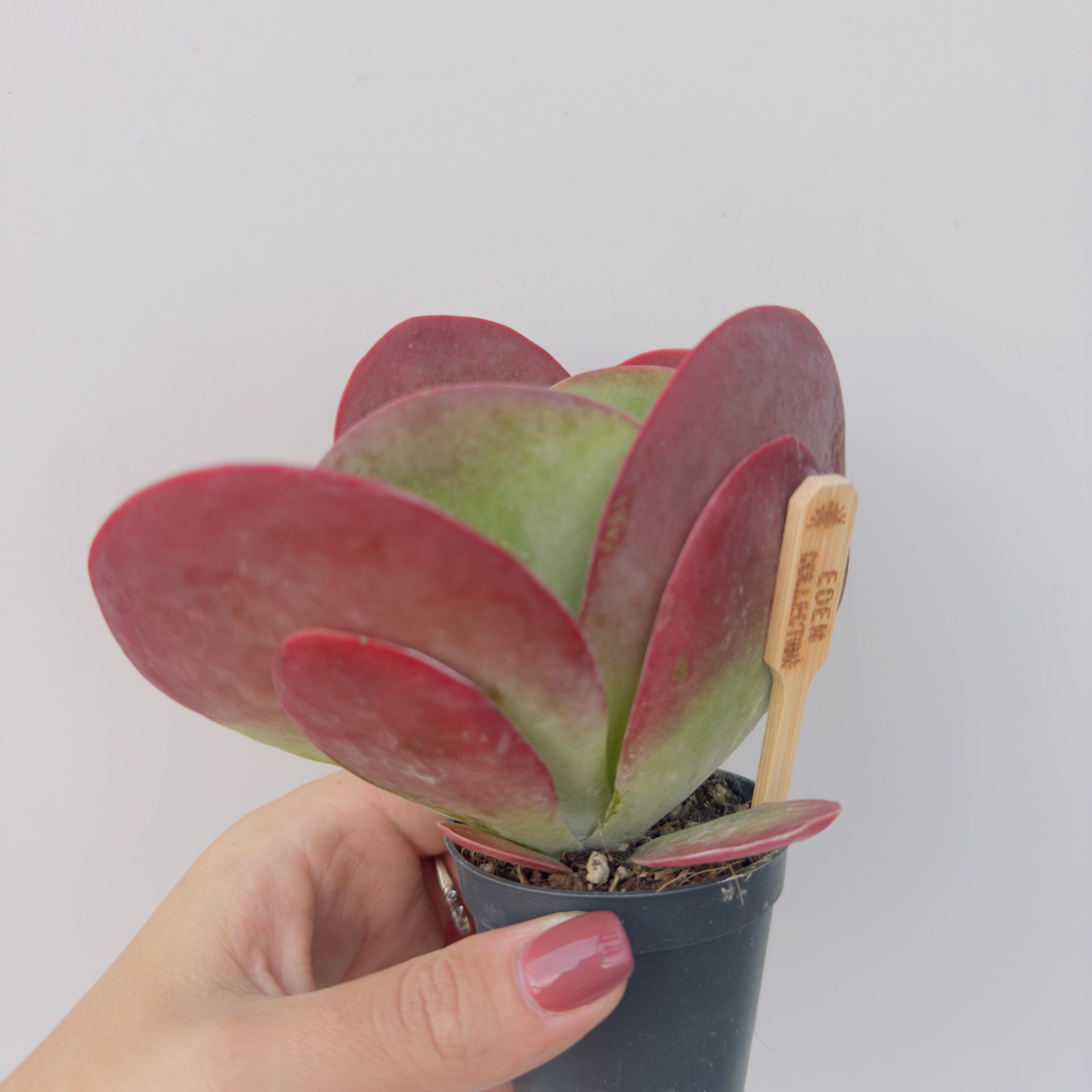 Kalanchoe thyrsiflora