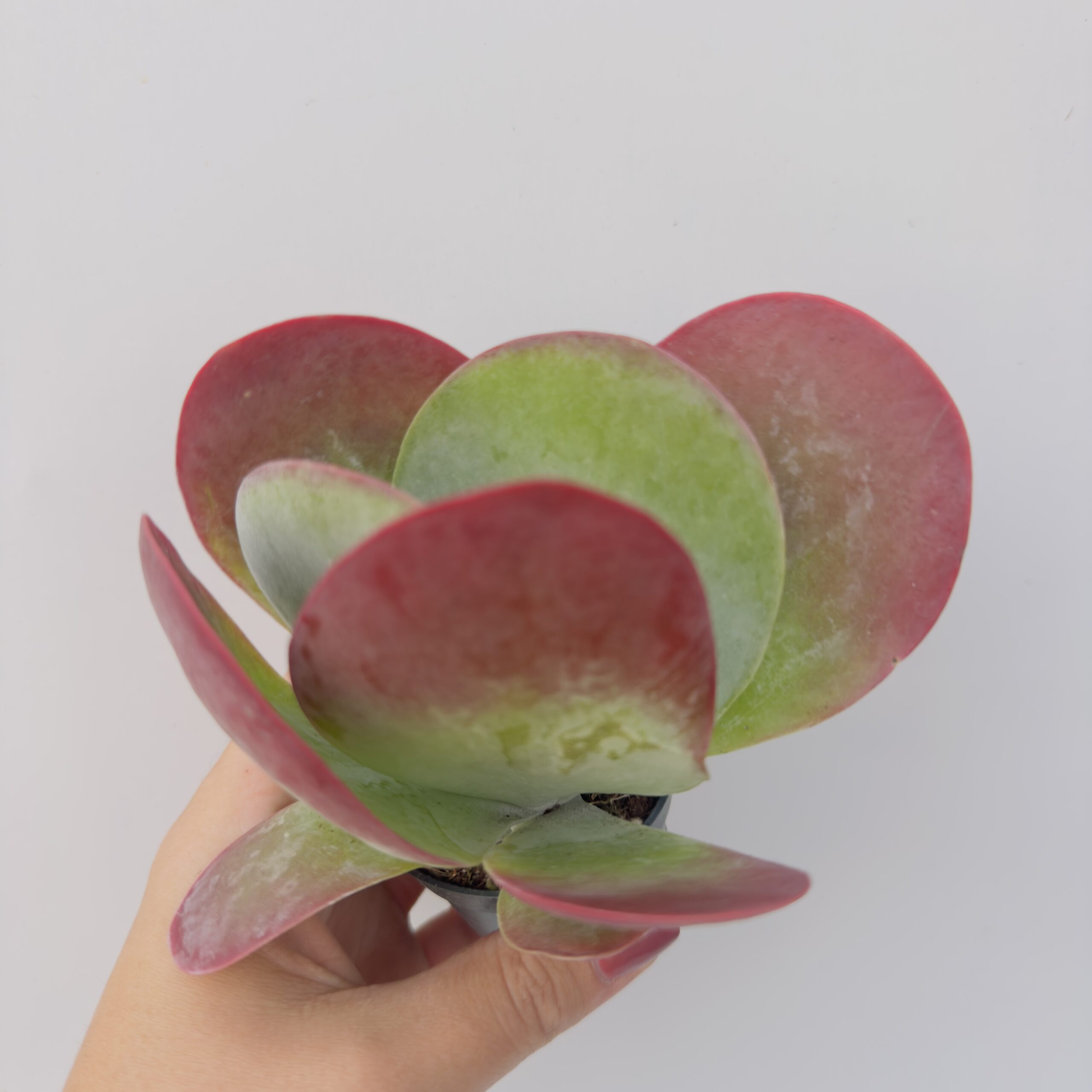 Kalanchoe thyrsiflora - Imagen 3