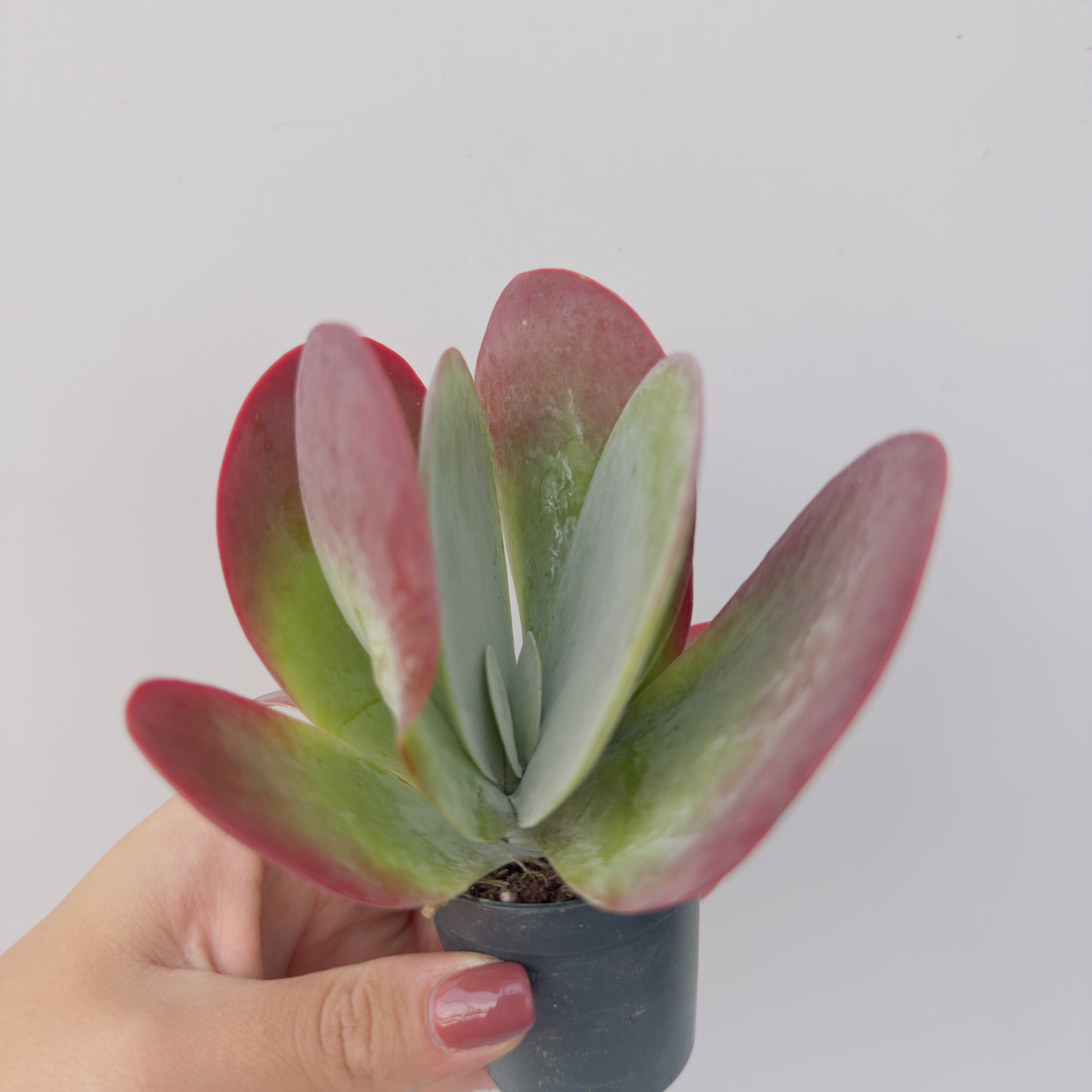Kalanchoe thyrsiflora - Imagen 2