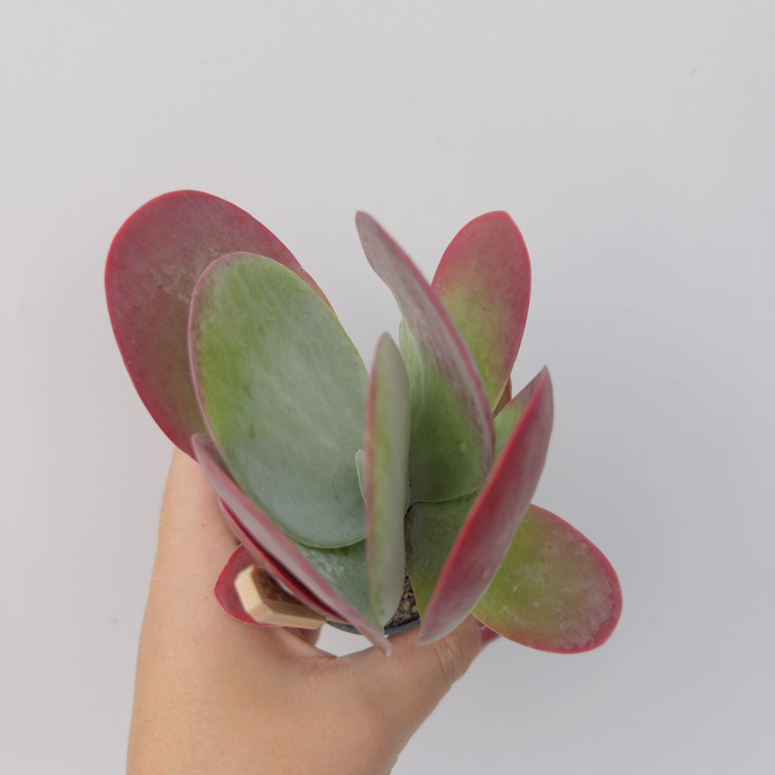 Kalanchoe thyrsiflora - Imagen 4